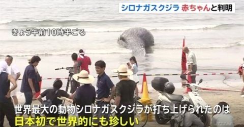 鎌倉由比ヶ浜にシロナガスクジラの死骸が流れる