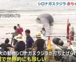 鎌倉由比ヶ浜にシロナガスクジラの死骸が流れる